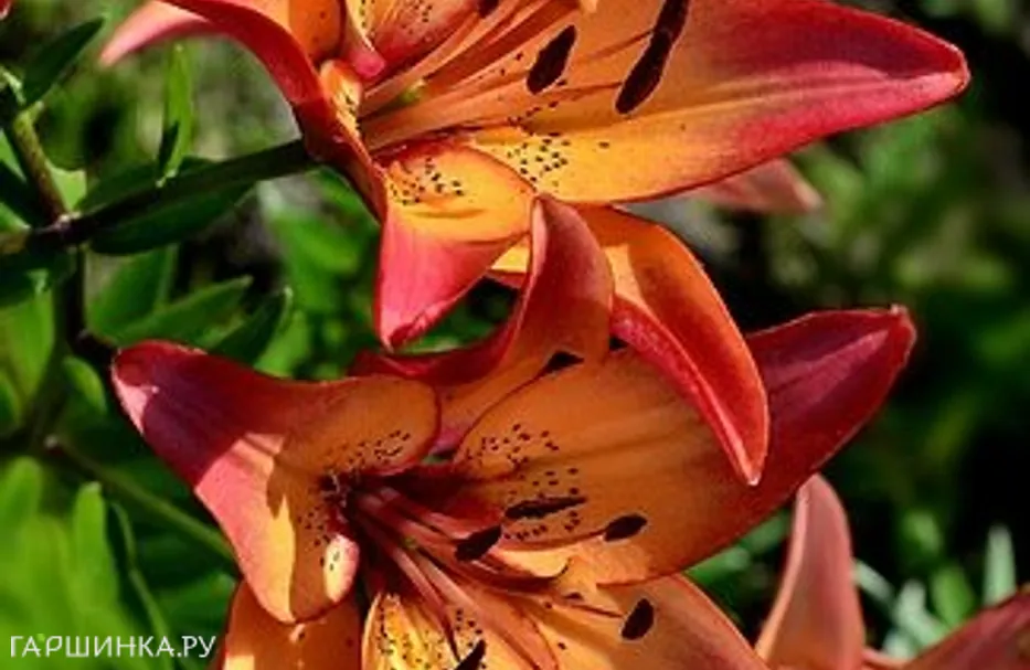 Лилия Роял Сансет ЛА-гибрид/2шт