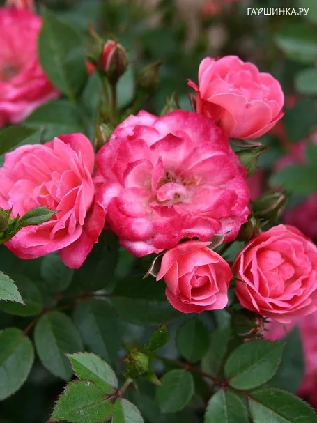 Роза Тини Вини миниатюрная, Imperial Rose
