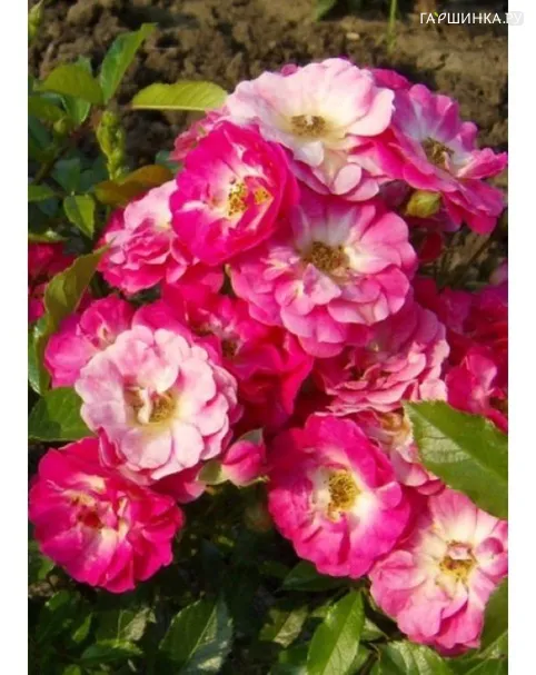 Роза Деганхарт миниатюрная Imperial Rose