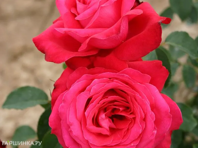 Роза Алекс Ред чайно-гибридная