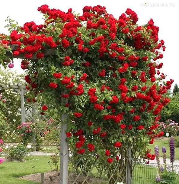 Роза Амадеус плетистая, Топалович (лиц)