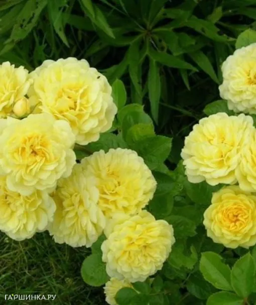 Роза Анни Дюпрей, флорибунда, Топалович (лиц)