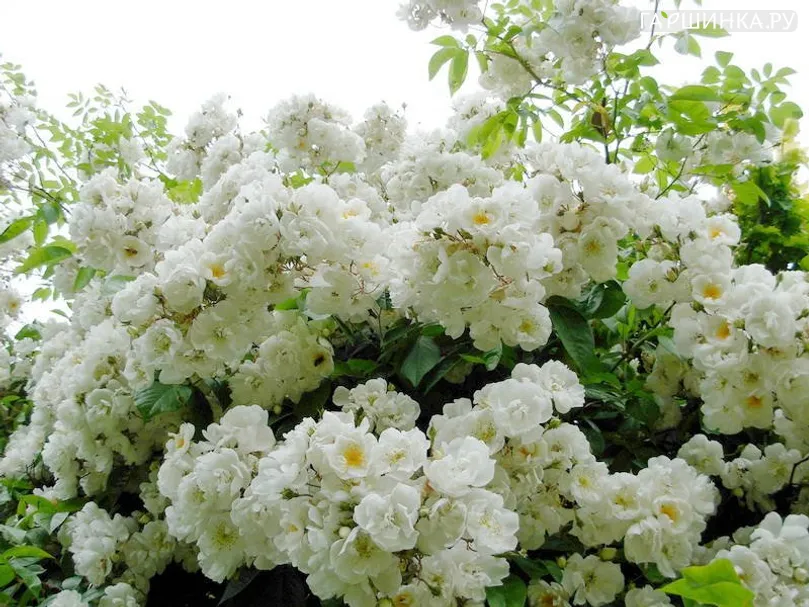 Роза Бобби Джеймс, Кордес (лиц)