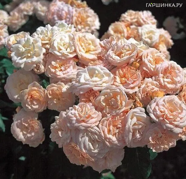 Роза Бордюр Накрэ, Дельбар (лиц)
