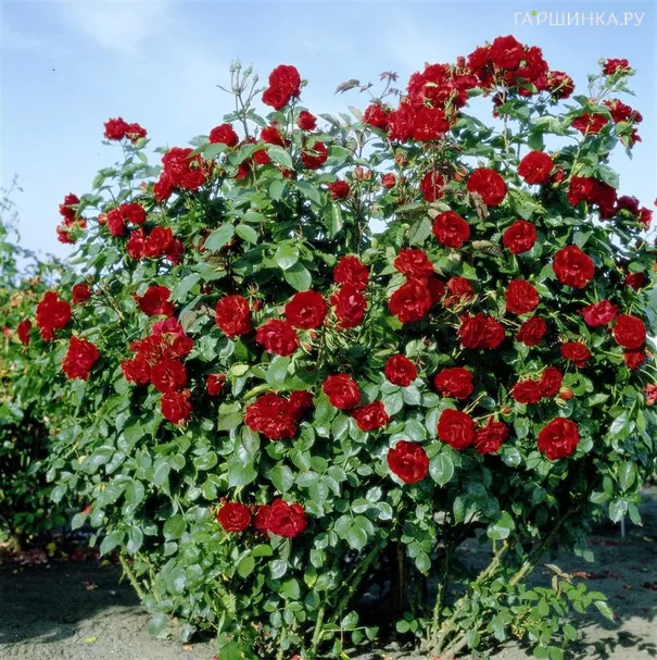 Роза Кастелла кустарниковая, Тантау (лиц)