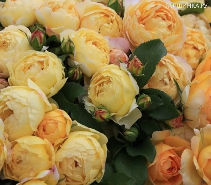 Роза Шато де Шеверни, Дельбар (лиц)