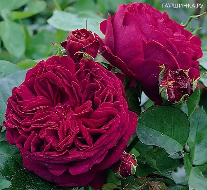 Роза Алан Сушон чайно-гибридная, Топалович (лиц)