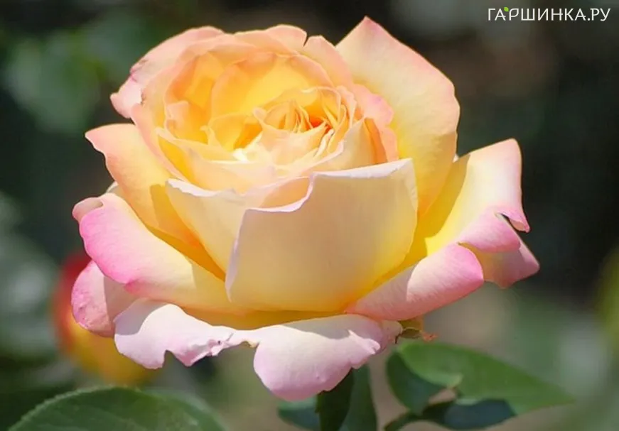 Роза Глория Дей чайно-гибридная, Топалович (лиц)