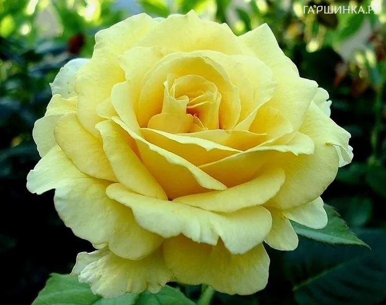 Роза Голден Медальон чайно-гибридная, Топалович (лиц)