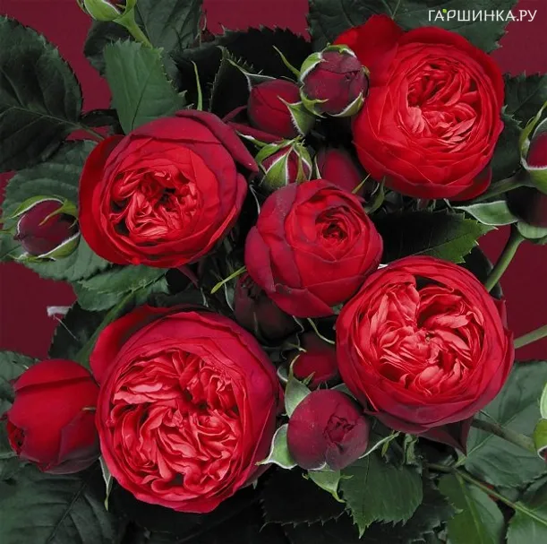 Роза Пиано чайно-гибридная, Топалович (лиц)