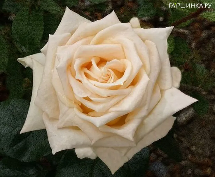 Роза Ванилла чайно-гибридная, Топалович (лиц)