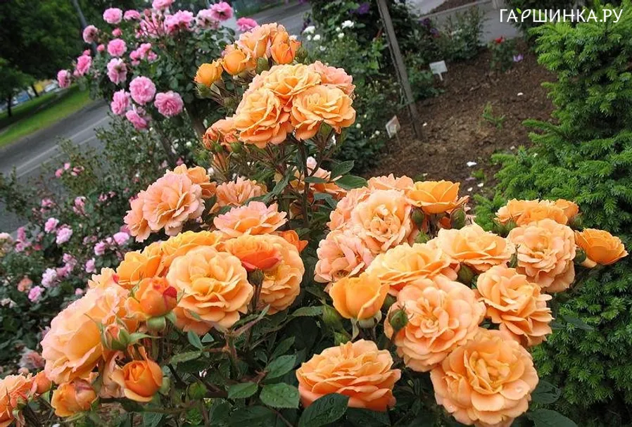 Роза Клементин миниатюрная, Тантау (лиц)
