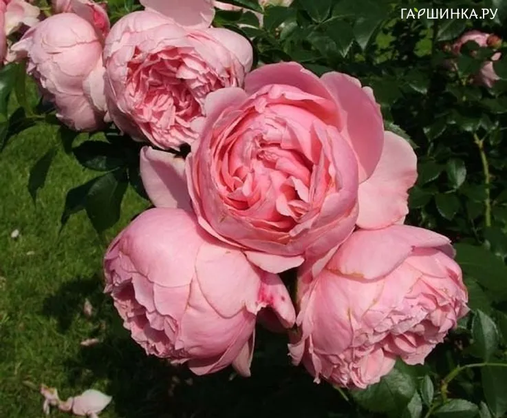 Роза Комтэс Де Сегюр, Дельбар (лиц)
