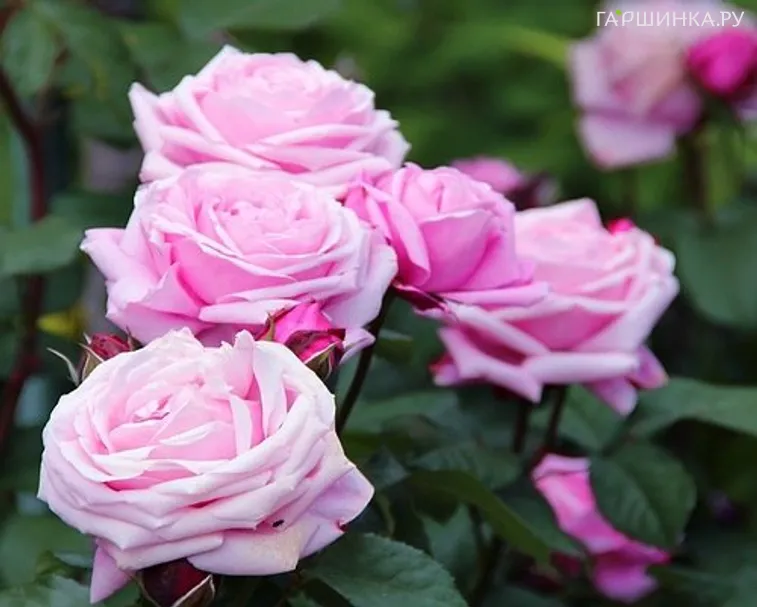 Роза Дитер Мюллер, Дельбар (лиц)