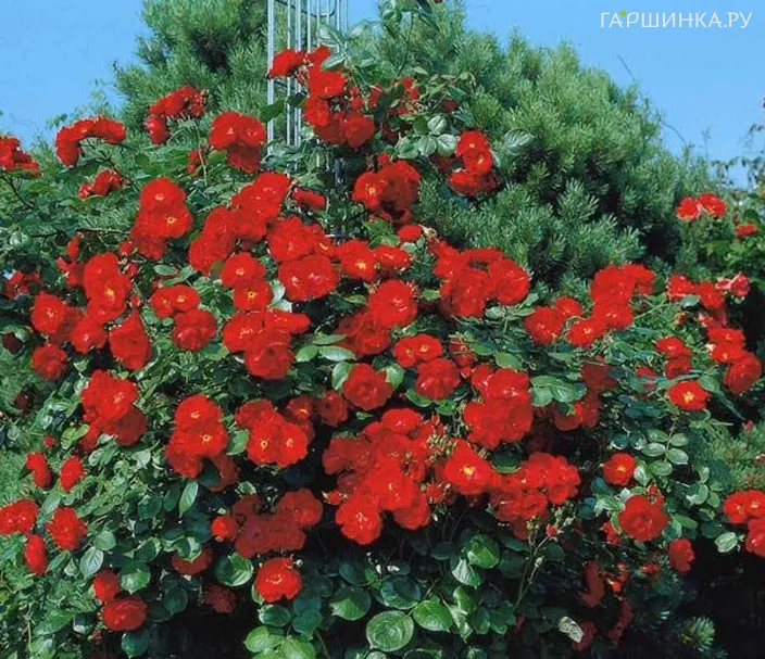 Роза Дириджент кустарниковая, Тантау (лиц)