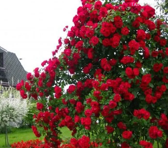 Роза Фламентанц плетистая, Кордес (лиц)