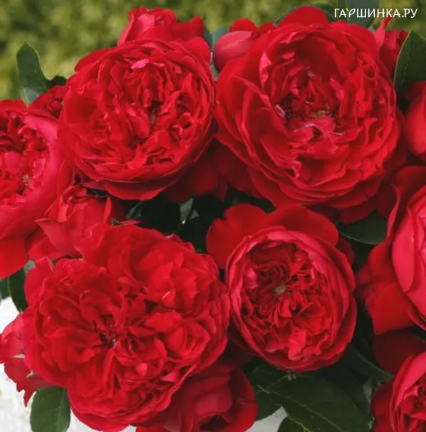 Роза Флорентина плетистая, Кордес (лиц)