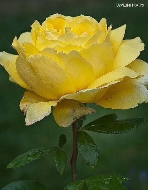 Роза Диана флорибунда, Империал Роуз Imperial Rose