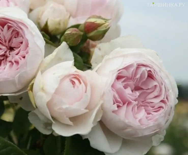 Роза Герцогиня Кристиана флорибунда, Кордес (лиц)