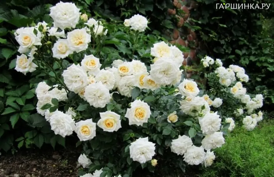 Роза Ханимилк миниатюрная, Тантау (лиц)