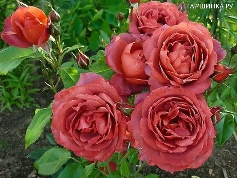 Роза Хот Кокоа, Барни (лиц)