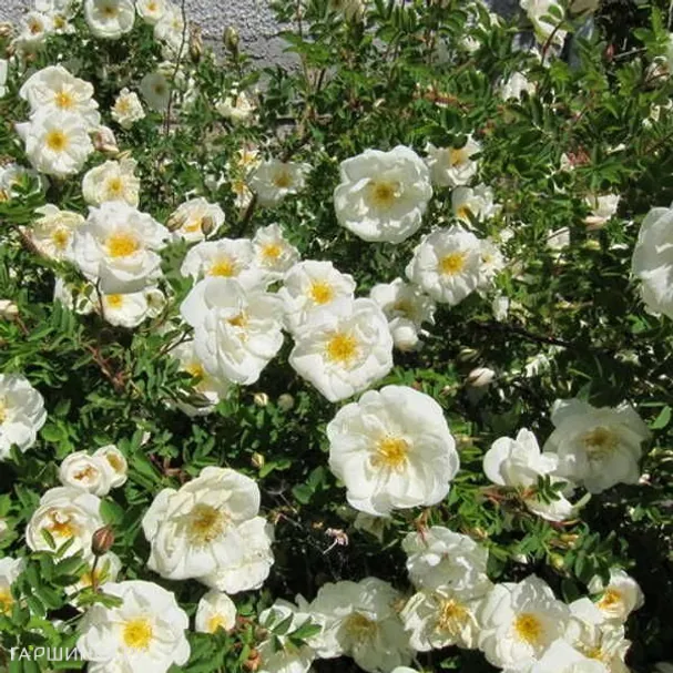 Роза Каква канадская парковая (лиц)