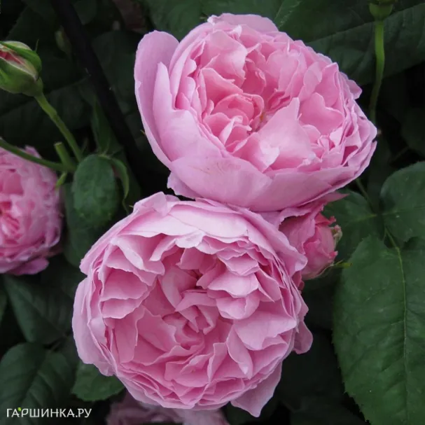 Роза Мэри Роуз, Д.Остин кустарниковая (лиц)