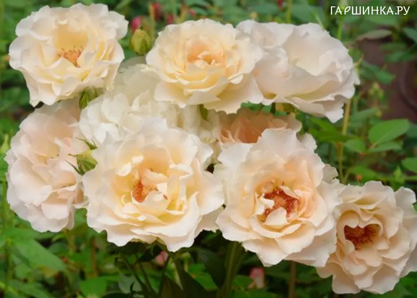 Роза Лунаки кустарниковая Imperial Rose