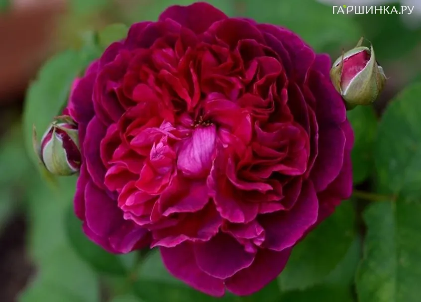 Роза Уильям Шекспир. Д.Остин кустарниковая (лиц)