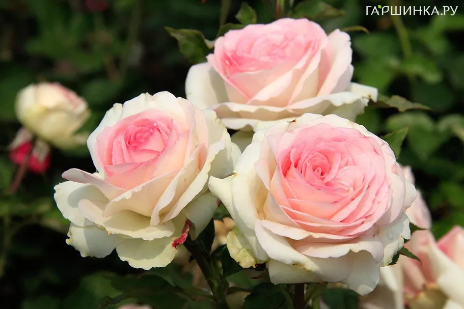 Роза Бидермейер миниатюрная, Тантау (лиц)