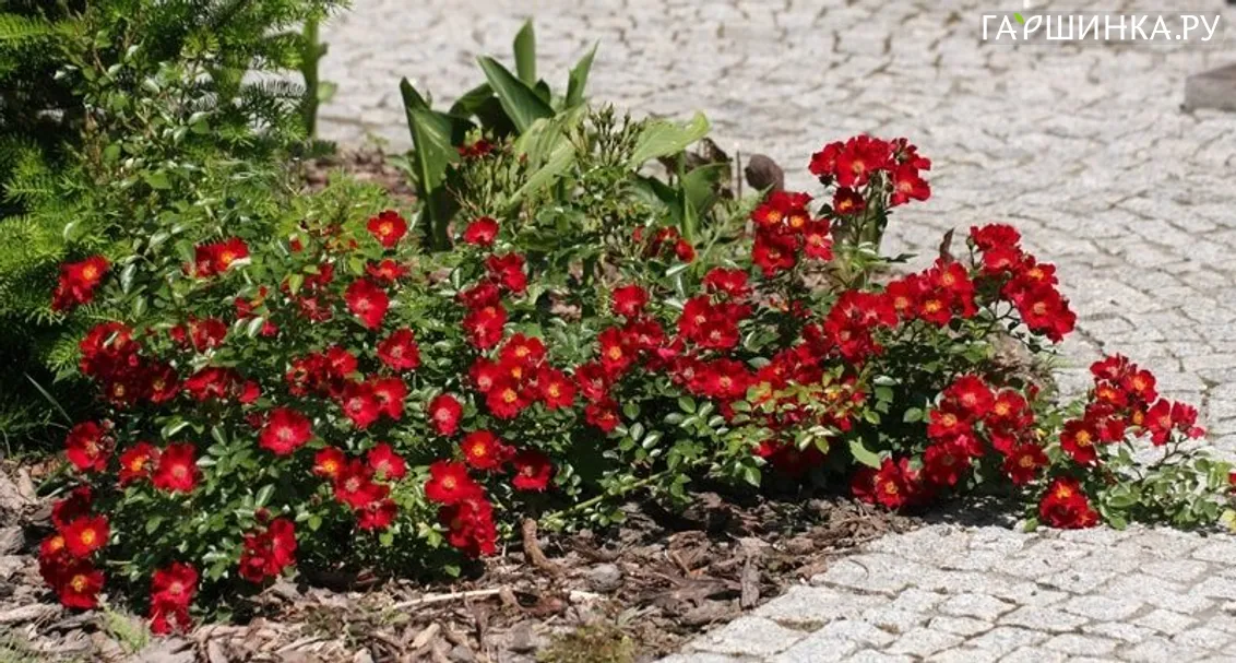 Роза Биненвайде Рот миниатюрная Imperial Rose
