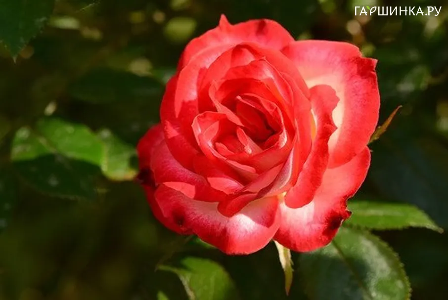 Роза Свит Симфони миниатюрная, Топалович (лиц)