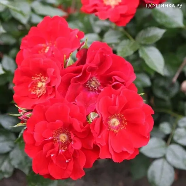 Роза Ред Флейм кустарниковая Imperial Rose