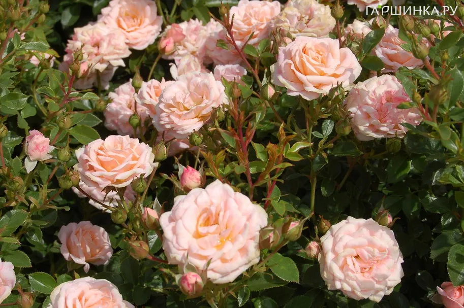 Роза Пич Клементин миниатюрная, Тантау (лиц)