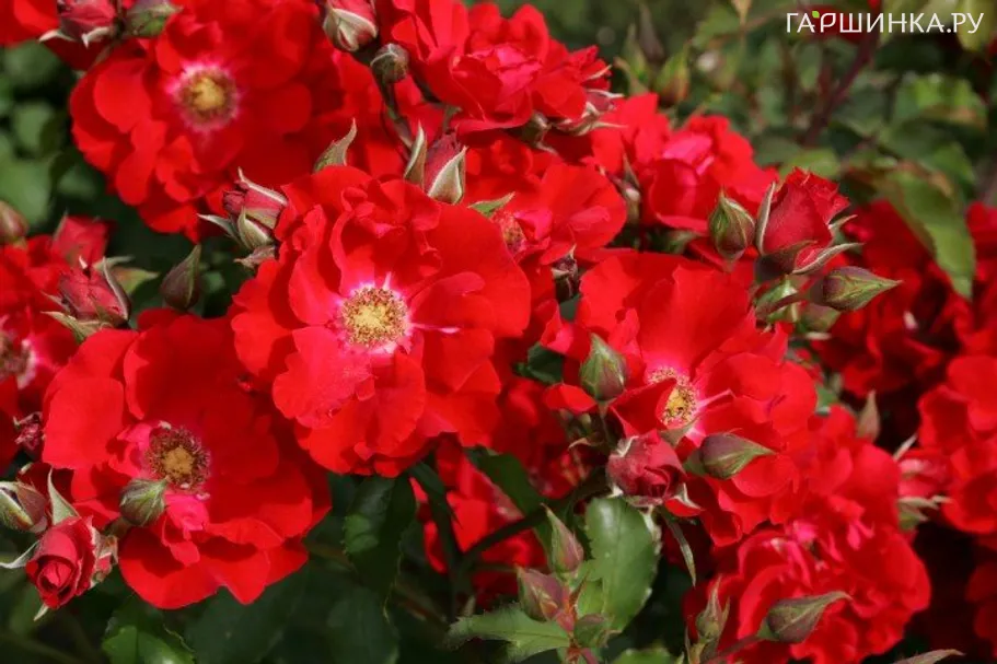 Роза Ротер Корсар, Кордес (лиц)