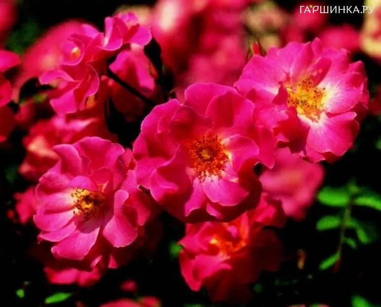 Роза Фуксия Мейландекор почвопокровная, Топалович (лиц)