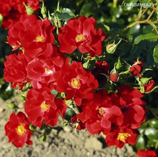Роза Матадор флорибунда, Империал Роуз Imperial Rose