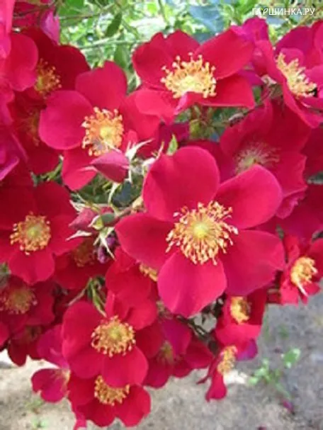 Роза Рубедо почвопокровная Imperial Rose