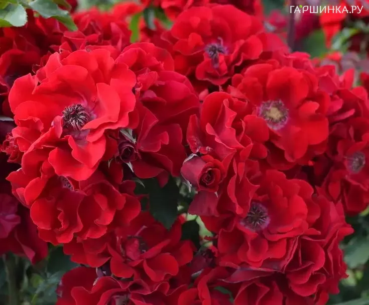 Роза Ротер Корсар, Барни (лиц)