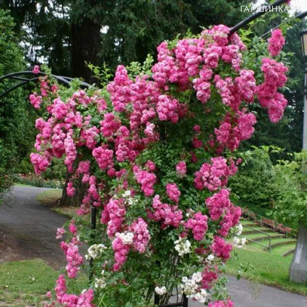 Роза Супер Дороти, Кордес (лиц)