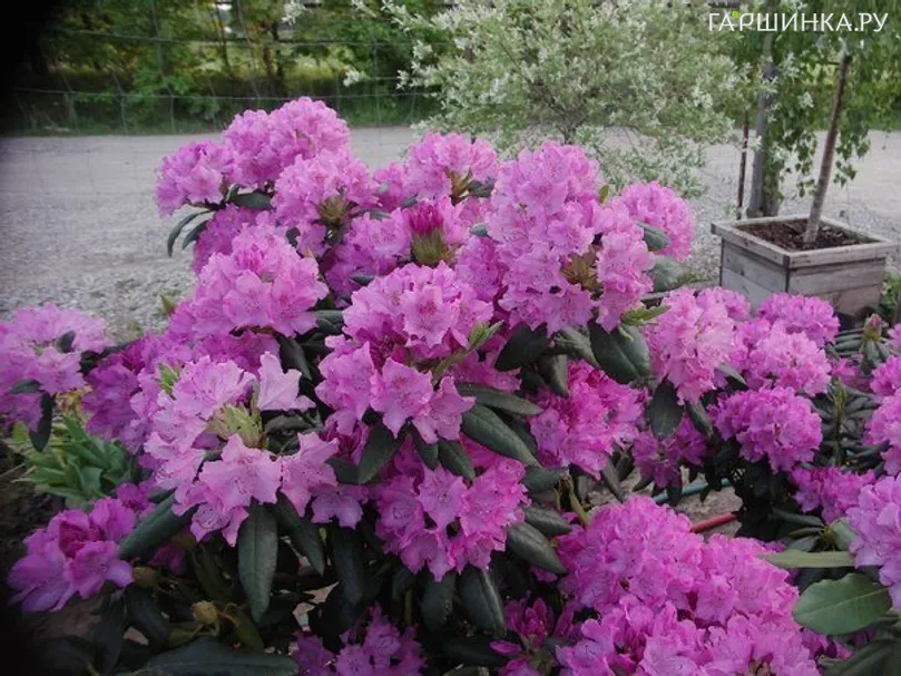 Рододендрон гибридный Розеум Элеганс