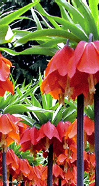 Рябчик императорский Рубра Максима