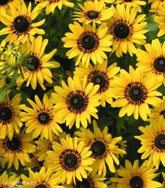 Рудбекия Денвер Дейзи