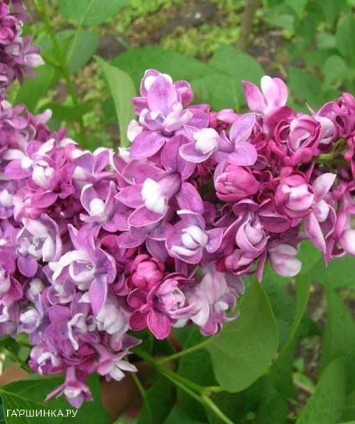 Сирень обыкновенная Этуаль де Ме