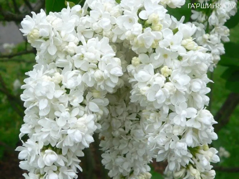 Сирень Жанна Дарк махровая