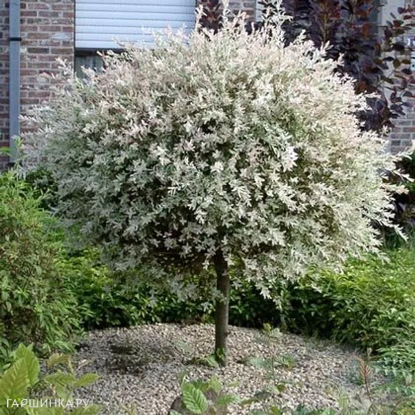 Ива Hakuro-nishiki на штамбе 100см С3