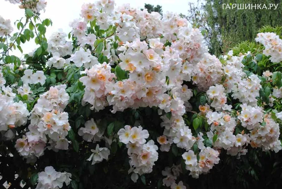 Роза Салли Холмс мускусная, Ленс (лиц)