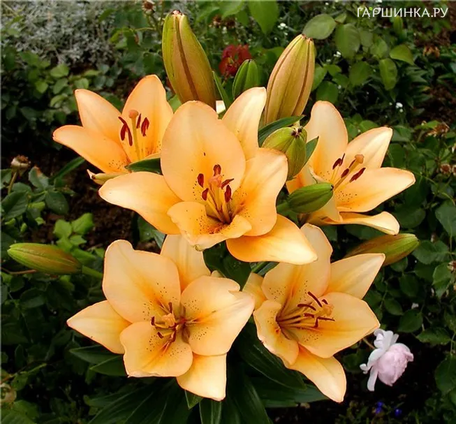 Лилия Сэлмон Классик ЛА-гибрид/2шт