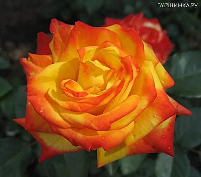Роза Самба флорибунда, Топалович (лиц)