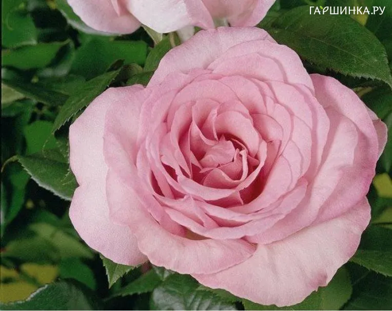 Роза Либра чайно-гибридная, Imperial Rose